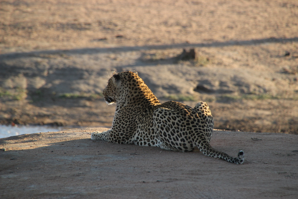 Bei der Reise nach Südafrika gesichtet – ein Leopard. 			©Thomas Günther