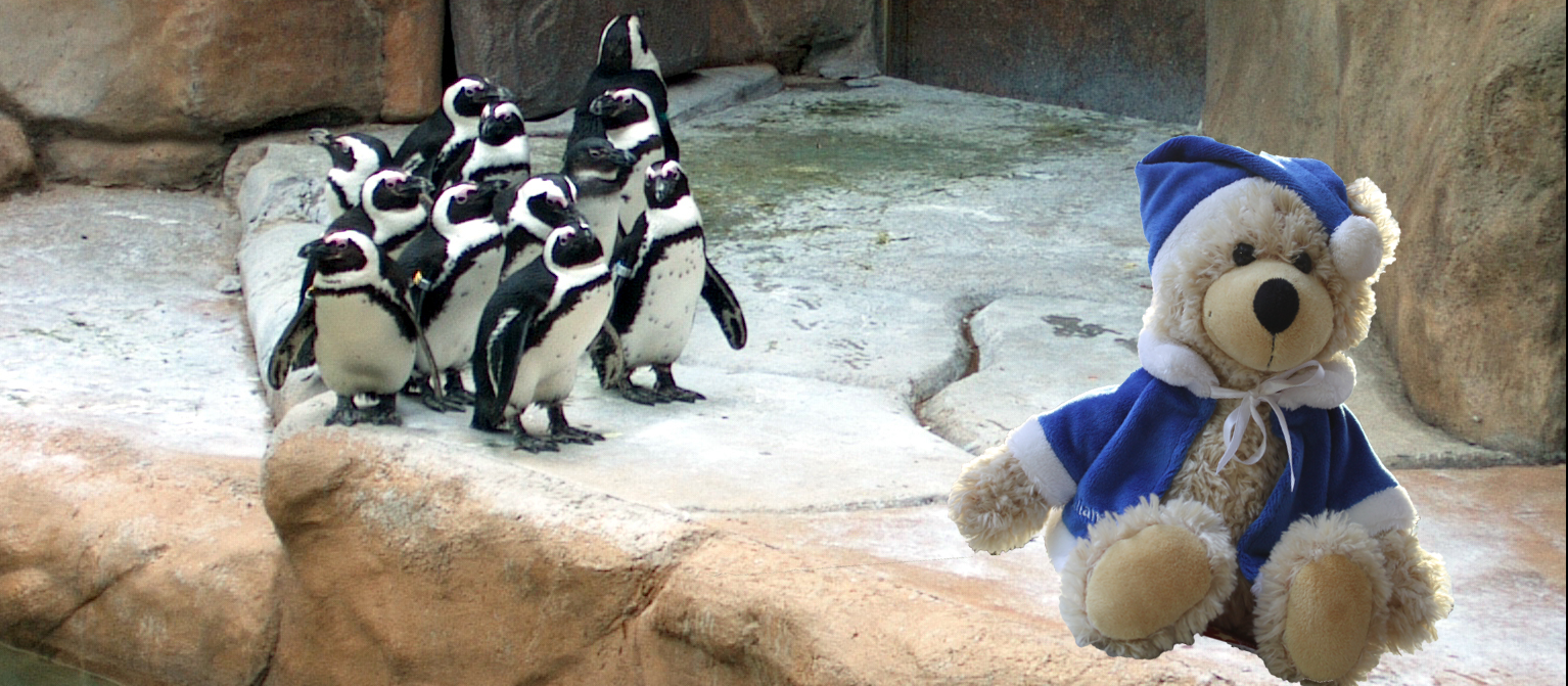 Teddy bei den Pinguinen